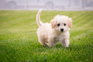 Dog Poop Pickup in Eastpointe Michigan