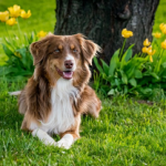 Dog Poop Pickup in Eastpointe Michigan