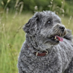 Dog Poop Pickup in Eastpointe Michigan