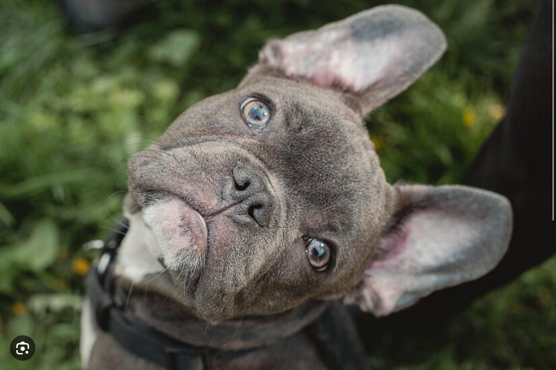 Dog Poop Pickup in Eastpointe Michigan