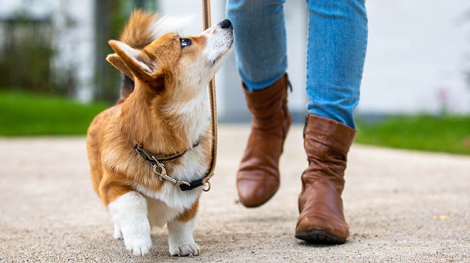 Dog Poop Pickup in Eastpointe Michigan