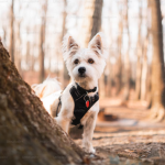 Dog Poop Pickup in Eastpointe Michigan