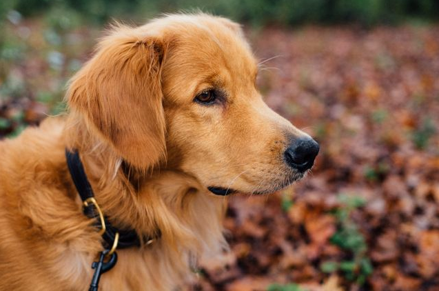 Dog Poop Pickup in Eastpointe Michigan