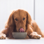 Dog Poop Pickup in Eastpointe Michigan